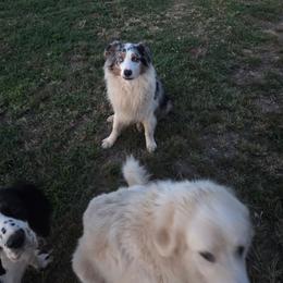 River - Australian Shepherd