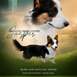 JASPER - Cardigan Welsh Corgi