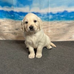 Mckani - Light golden male Golden Retriever puppy in Adair, Oklahoma from Rejoice Retrievers