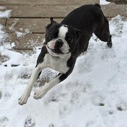 Diamond - Black brindle and white female Boston Terrier puppy in Denver, Colorado from Diamonds In The Ruff Boston Terriers