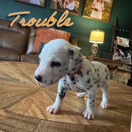 Trouble - HUA - White and black female Dalmatian puppy in Mount Vernon, Missouri from Spots & Spirals