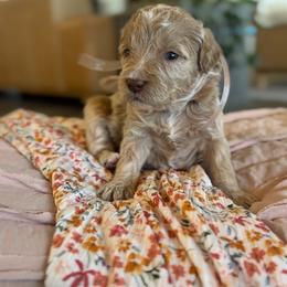 Aspen - Apricot female Goldendoodle puppy in Gilbert, Arizona from Sunny Doodles