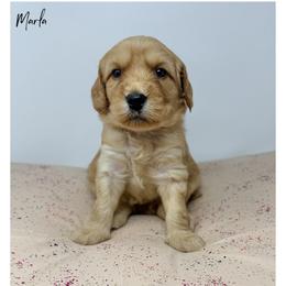 Marla - Apricot female Australian Labradoodle puppy in Sacramento, California from Little Farmstead Labradoodles