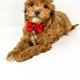 June - Red  female Goldendoodle puppy in Davison, Michigan from Dreaming Doodles