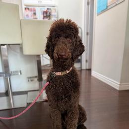 Oakley - Chocolate female Goldendoodle puppy in Yukon, Oklahoma from Bows & Ties Doodles