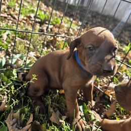 Boy 1 - Red male Redbone Coonhound puppy in Hustontown, Pennsylvania from Triple I Redbones
