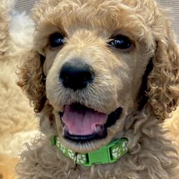 Mr Green collar - Cream male Poodle puppy in Screven, Georgia from Dreamland Standard Poodles