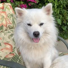 Shila - American Eskimo Dog