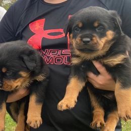 Rottweiler Puppies from Vom Kaiserreich Rottweilers