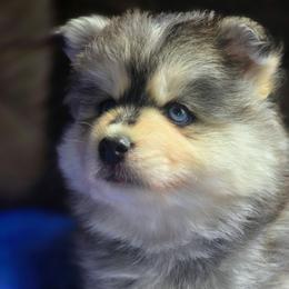 Louie - Black and white male Pomsky puppy in Zearing, Iowa from Short Creek Pomskies of Iowa