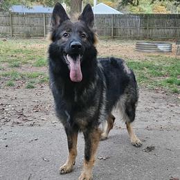 Ida - Sable female German Shepherd puppy in Oscoda, Michigan from Sstar