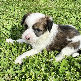 Girl 1 - Sable female Chinese Crested puppy in Rockvale, Tennessee from Cosmic Chinese Cresteds & Wind-Echo Poodles