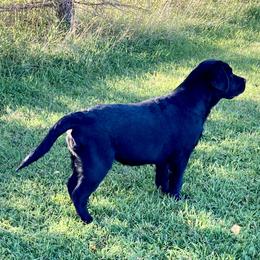 Border Terrier and Labrador Retriever Puppies from Winterwind Labradors and Border Terriers