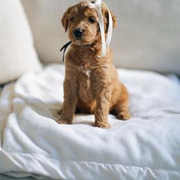 Purple collar - Jasmine - Red  female Goldendoodle puppy in Duncan, South Carolina from Abner Creek Poodles & Doodles