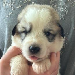 Yoga - White and badger male Great Pyrenees puppy in Murfreesboro, Tennessee from Storybook Tails Farm