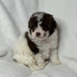 Satin - Poodle puppy in Uniondale, New York from Unique Poodles