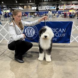 Old English Sheepdog Puppies from Yadah Sheepdogs
