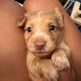 Waffles - Piebald male Dachshund puppy in Rialto, California from DashiesDachLLC