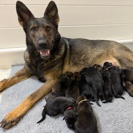 Sable Female - Sable female German Shepherd puppy in Carlisle, Arkansas from Roanwood German Shepherds