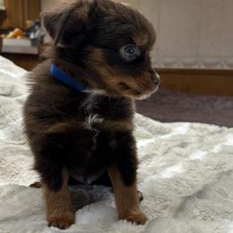 Nick - Red tri male Miniature Australian Shepherd puppy in Osceola Mills, Pennsylvania from Grace River Aussies