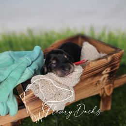 OG1-1 (Red collar) - Black and cream male Dachshund puppy in Martin City, Montana from FleuryDachs