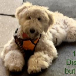 Scarlette - Schnoodle puppy from Giselle’s Pups: Giant Schnauzer/Standard Poodles