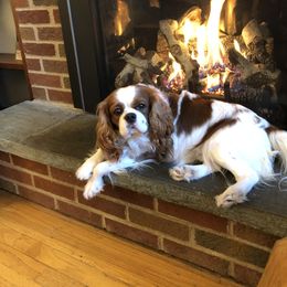 Cavalier King Charles Spaniel Puppies from Cavalier Kisses