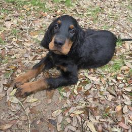 Boy 3 - Black and tan male Gordon Setter puppy in Milton, Florida from Katherine's Golden Retrievers, Gordon Setters, and English Setters