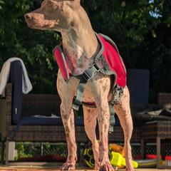 American Hairless Terrier All Grown Up from Distinct American Hairless Terriers