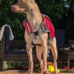 American Hairless Terrier All Grown Up from Distinct American Hairless Terriers