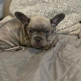 Hermes - Brindle male French Bulldog puppy in Metairie, Louisiana from Surcouf Frenchie’s