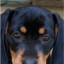 Dachshunds from Lawsons Dachshunds