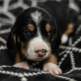 Rose - Black brown and white female Basset Hound puppy in Knoxville, Tennessee from Well Hounded Bassets