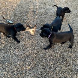 Girl 5 - Black female Labrador Retriever puppy in Mt. Olive, North Carolina from Goshen Swamp Retrievers