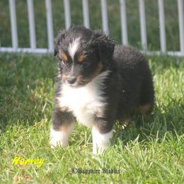 Miniature Australian Shepherd and Toy Australian Shepherd Puppies from Sapphire Stables