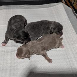 Chihuahua puppies from Deerfield Acres Canine Companions