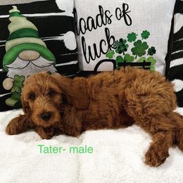 Boy 5 - Red  Goldendoodle puppy in New Bern, North Carolina from Oodles of Doodles