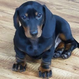 Dachshunds from Nouvelle Standard Dachshunds