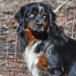 Memphis - Miniature Australian Shepherd