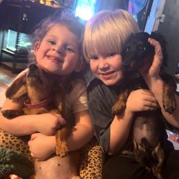 Dachshund and Miniature Australian Shepherd Puppies from Southern Charm Kennels