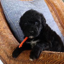 Girl 6 - female Portuguese Water Dog puppy in Hamptonville, North Carolina from Alabama Havanese Kennel Tidewater Kennel