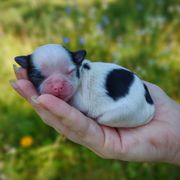Korean Babydoll Stoick - Black gold and white male Mal-Shi puppy in Barren Springs, Virginia from Seeking Shalom Acres Maltese, Maltipoos & Havamalts
