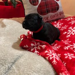 Dutch Shepherd Puppies from Elyon Kennels