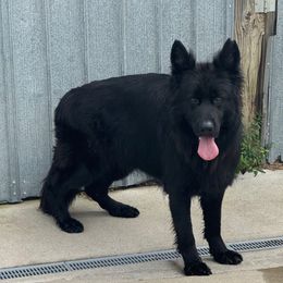 Zoey - German Shepherd