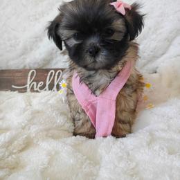 Brownie - Black and tan female Shih Tzu puppy in Paradise, California from Richview Shihtzu