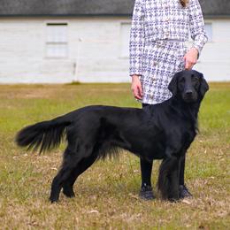 Stella - Flat-Coated Retriever