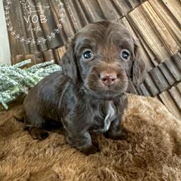 Gumdrop - Chocolate and tan female Dachshund puppy in Sioux Rapids, Iowa from VOB Doxie