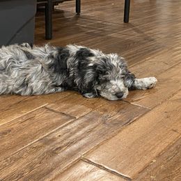 Aussiedoodle, Goldendoodle, and Sheepadoodle Puppies from The Yuppy Puppy Doodle Company