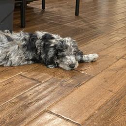 Aussiedoodle, Goldendoodle, and Sheepadoodle Puppies from The Yuppy Puppy Doodle Company