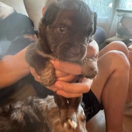 Toy Australian Shepherd Puppies from Mary Wickman